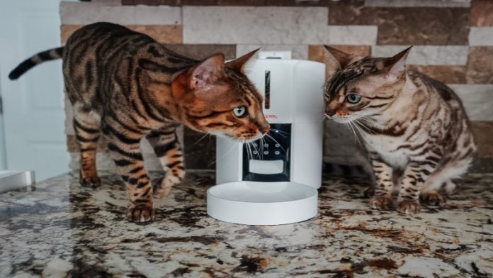 How to Train Cat to Use Automatic Feeder - Pets Guide