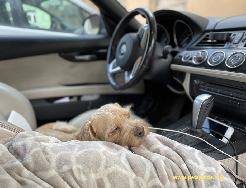 Keep pet hair off of your car seats