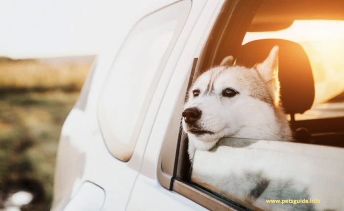 9 simple methods for removing dog hair from a car