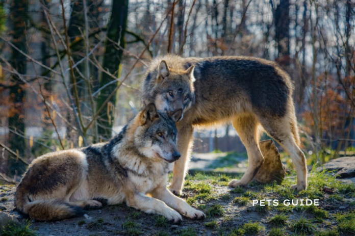 Are wolves dangerous to pets? - Pets Guide