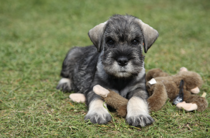 Bundles of Joy: Caring for Miniature Schnauzers