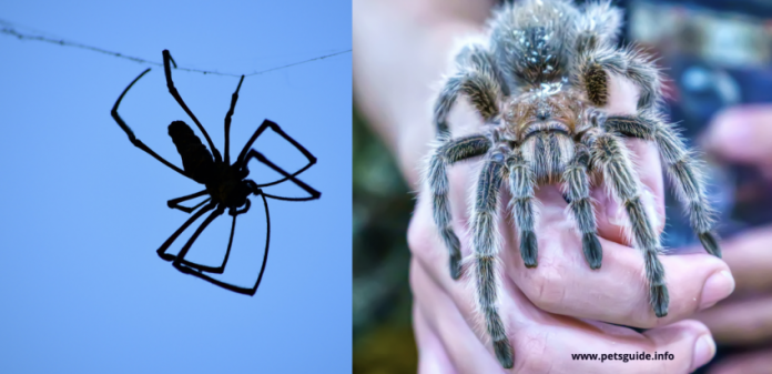 Why Giant Spiders Keep Tiny Frogs as Pets