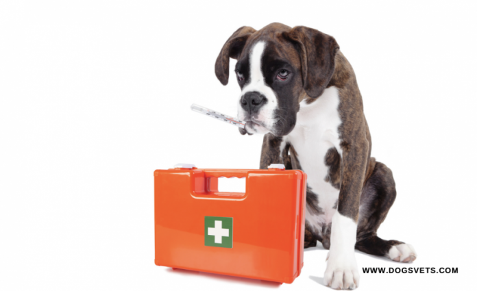 Pet Health Emergencies: What to Do When Your Furry Friend Is Sick or Injured