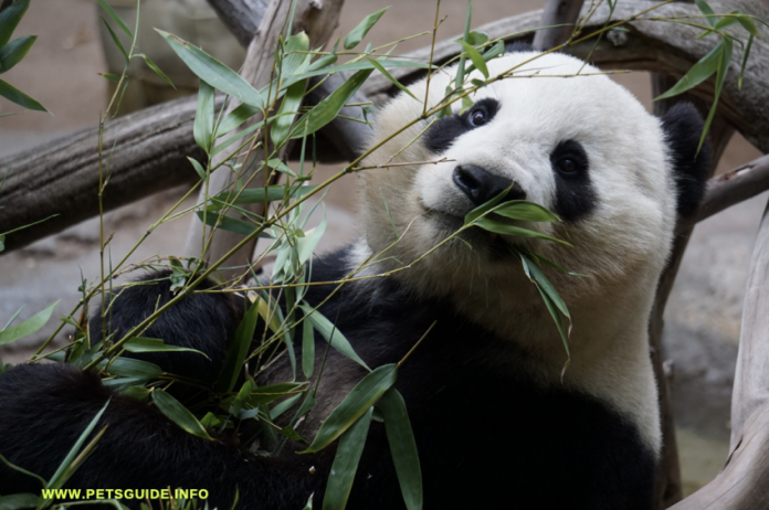 Keeping Pandas as Pets - Jackie Chan has two Panda bears