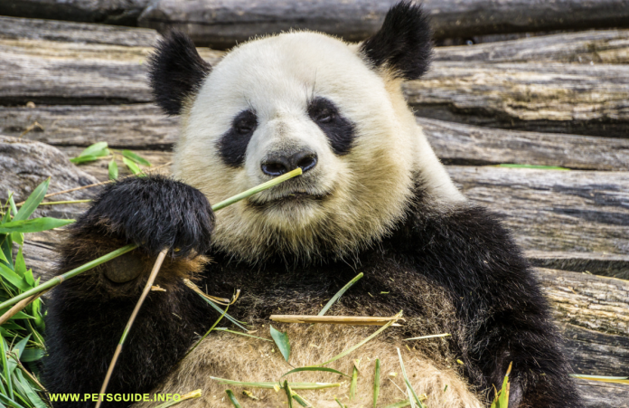Pandas : 11 Interesting Facts you need to know about