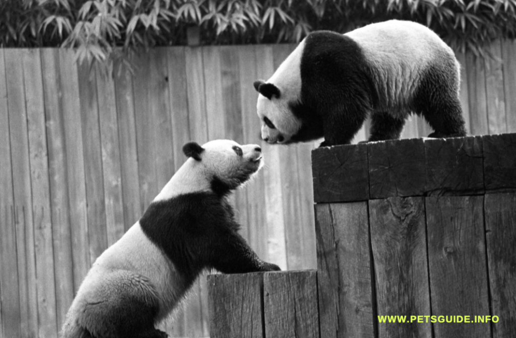 Pandas need large enclosures.
