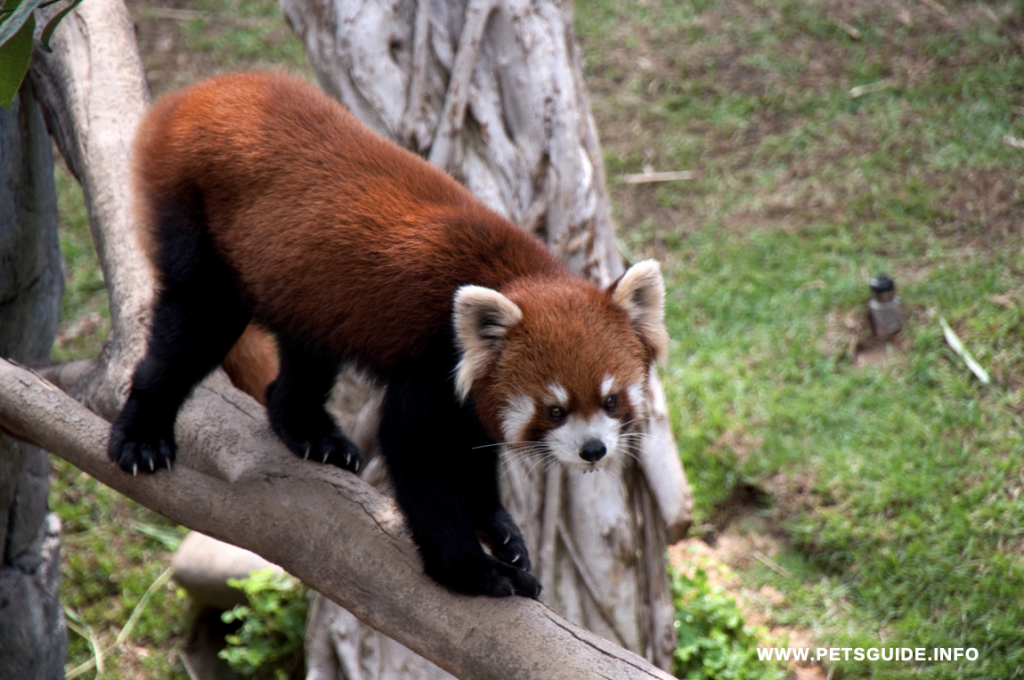 Can a Red Panda Be kept as a pet? 