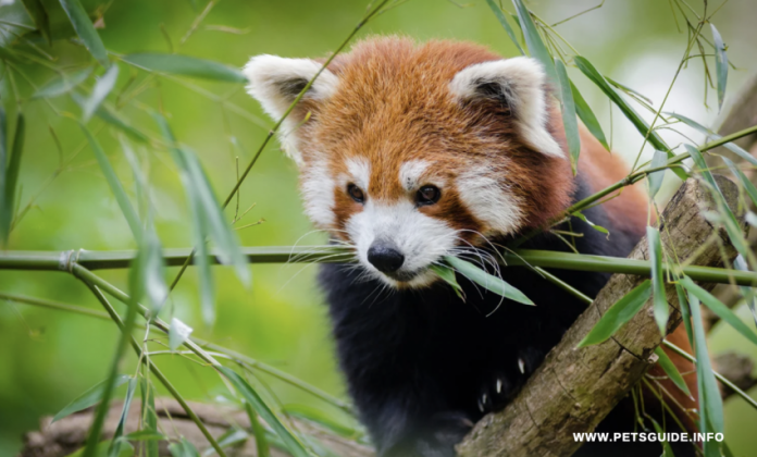 Can a Red Panda Be kept as a pet? The Pros and Cons