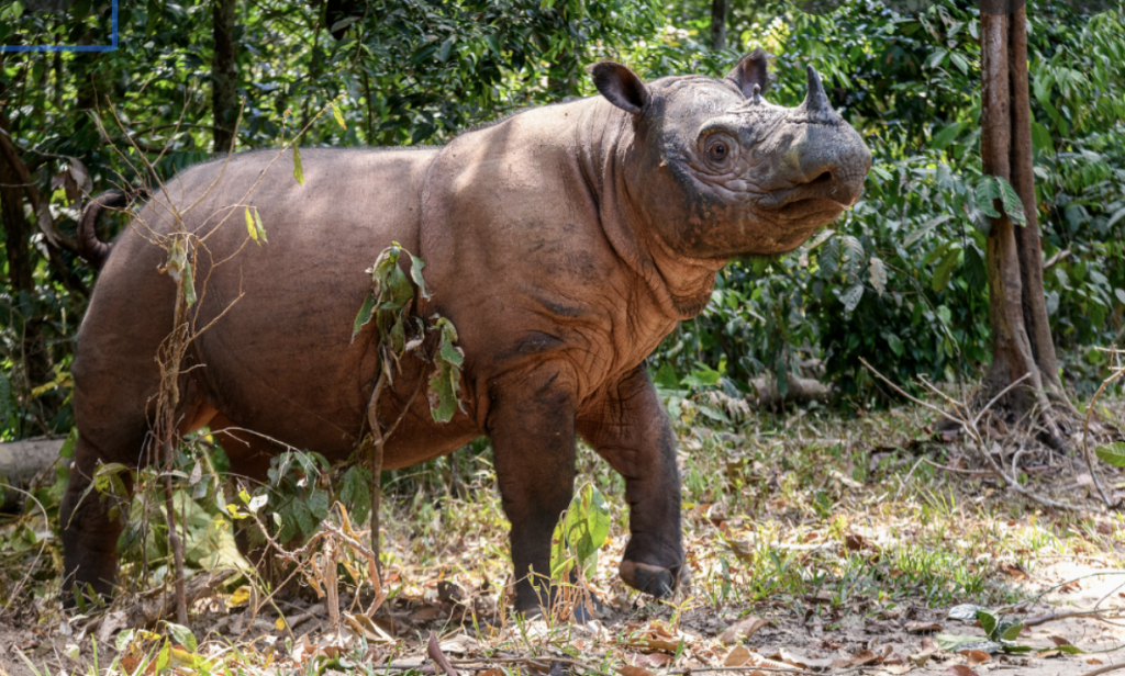 The Sumatran Rhino
