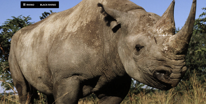 How many species of rhino exist? The Ultimate Rhino Guide