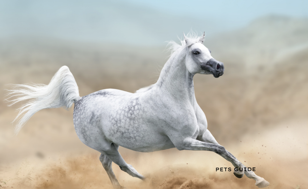 Arabian Horse - most expensive pet you can own in the USA