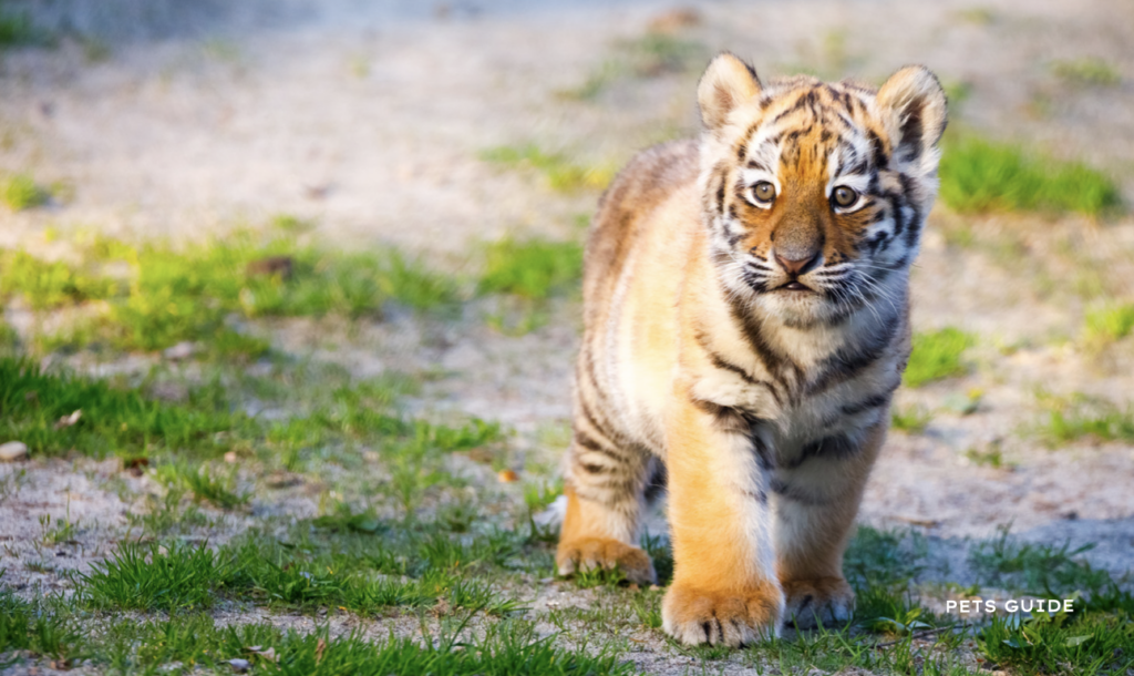 Most Expensive Pets You Can Own In The USA - Tiger Cub