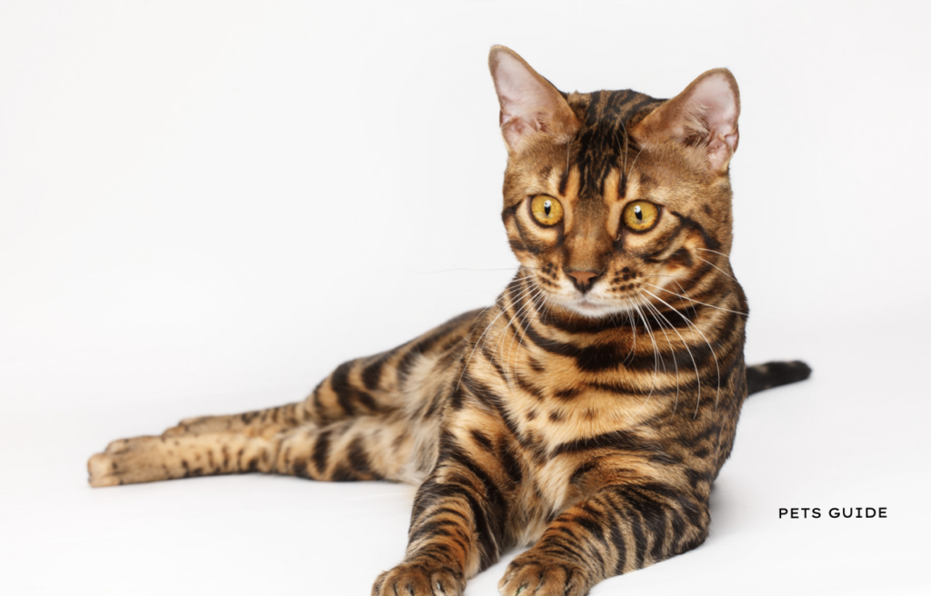Bengal Cat - most expensive pet you can own in the USA