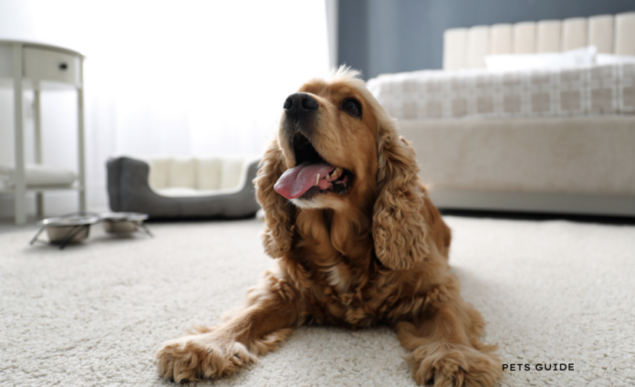 Pet parents are happy, as there is a surge in pet friendly hotels!