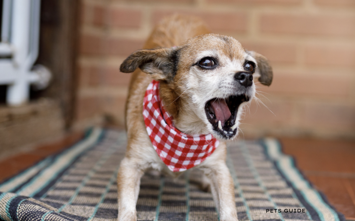 Why Do Dogs Bark at the Door?