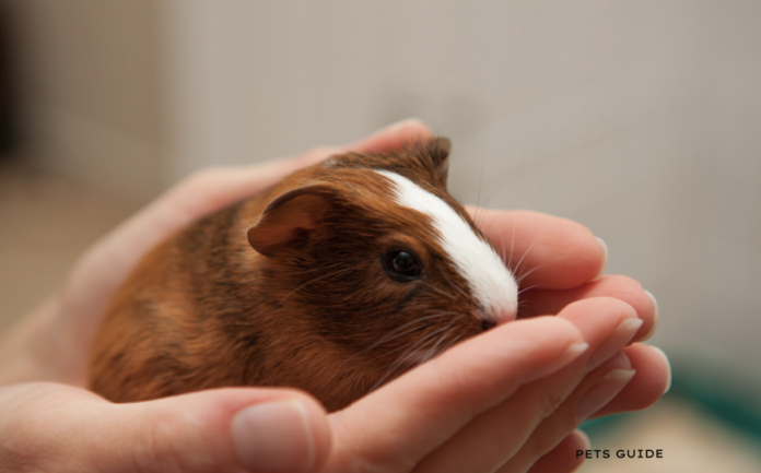 Can Guinea Pigs Eat Hamster Food? (15 Tips You Need Know)