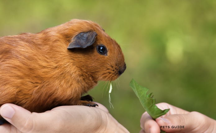 Is the Kiwi safe for Guinea Pigs to eat? + 15 Tips You Need Know