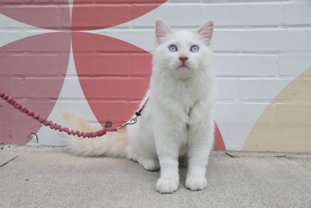 5-month-old ragdoll cat Belle is a cloned pet.