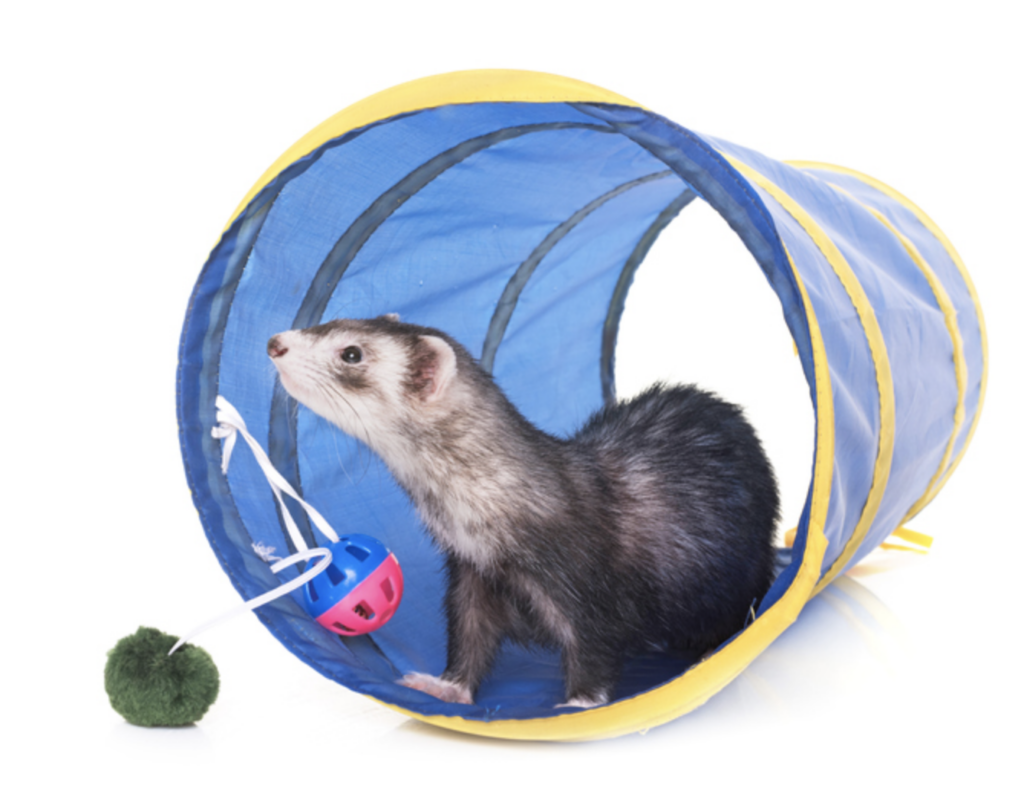 How to provide shelter for your ferret