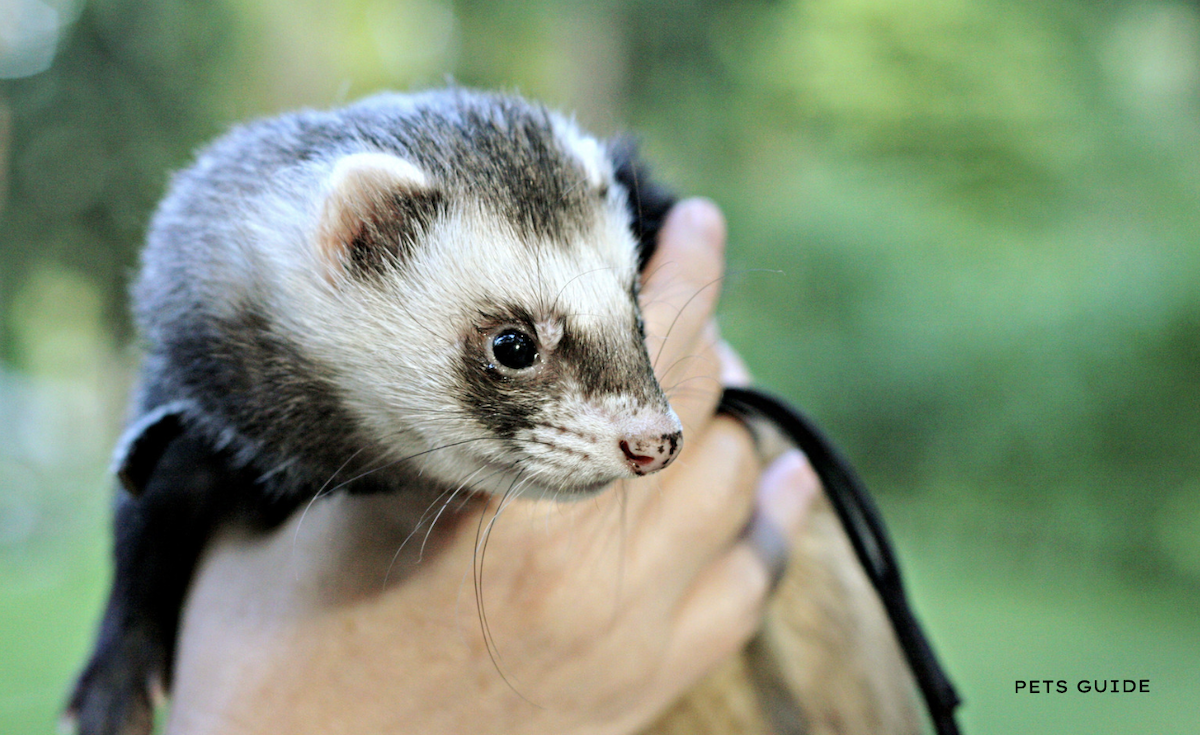 How to Avoid Getting Sick When You're Around Ferrets as Pets