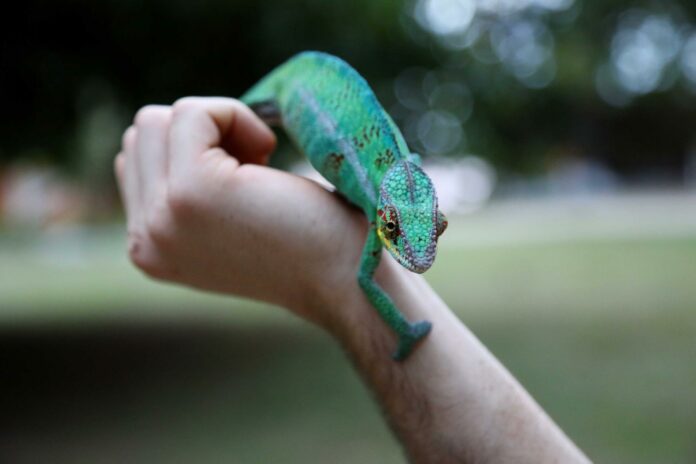 Here Are 5 Outstanding Benefits of Having Exotic Animals as Pets