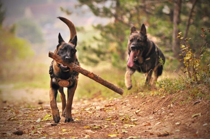 10 Best Reasons to Get a Former Working Dog