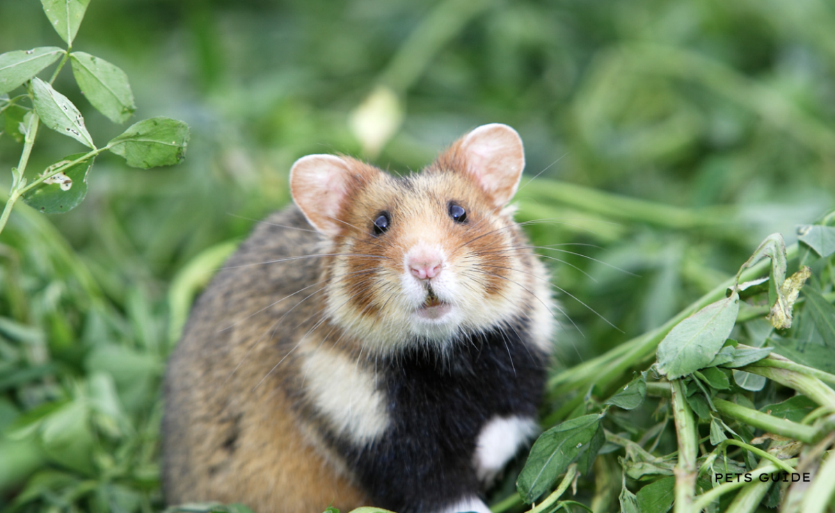 Why you shouldn't get a Hamster Pet - 13 shocking facts