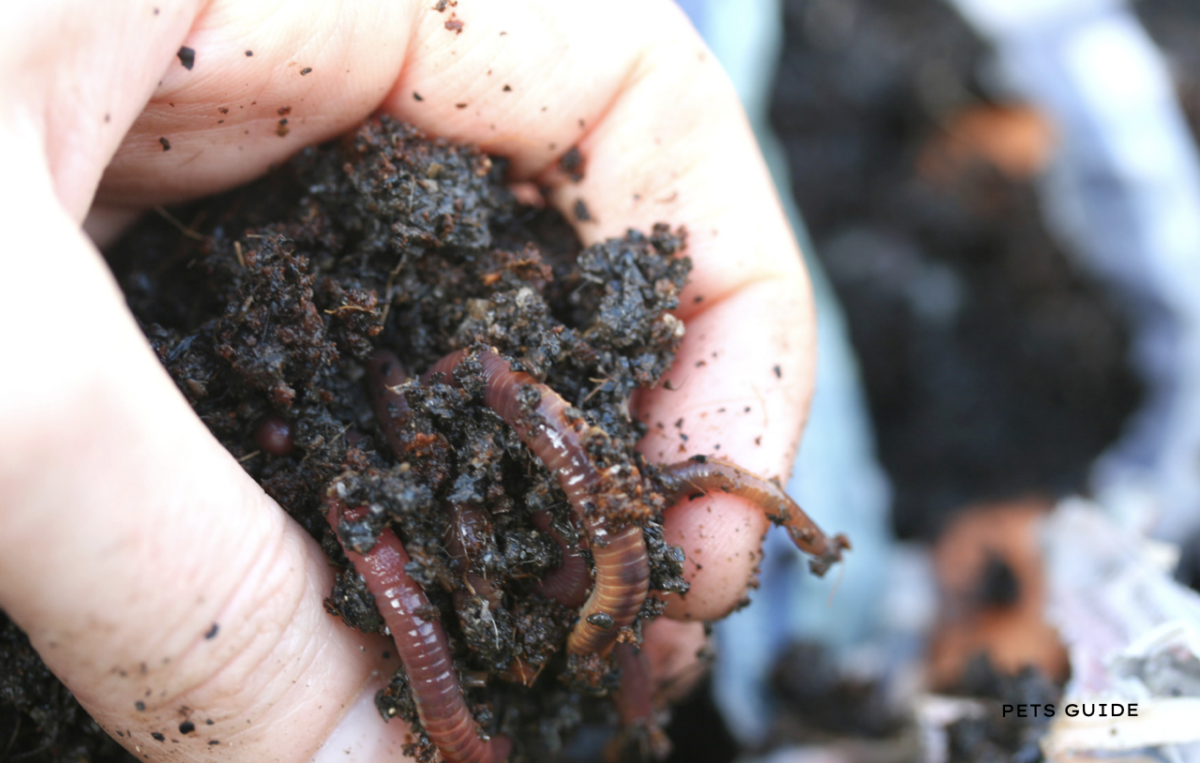 How to Start Worm Farming: The Complete Guide