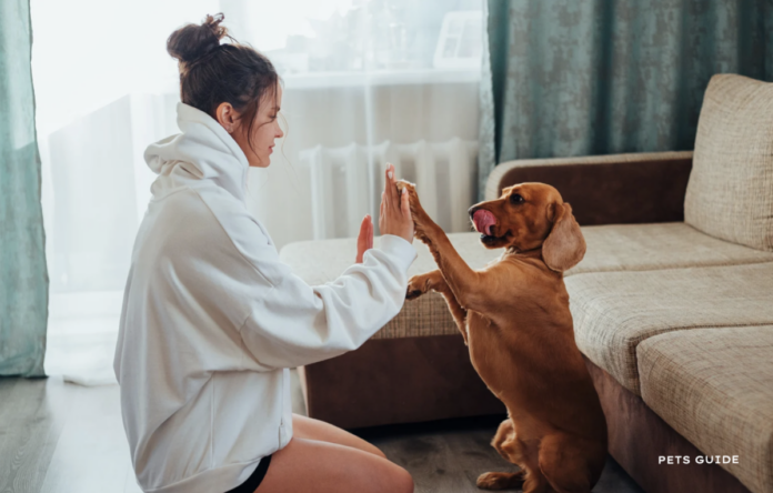 6 Ways to Keep Your Pets Entertained Indoors