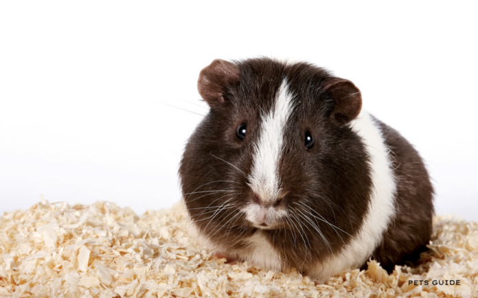 Guinea Pigs and Watermelon Seeds - Is It Safe?