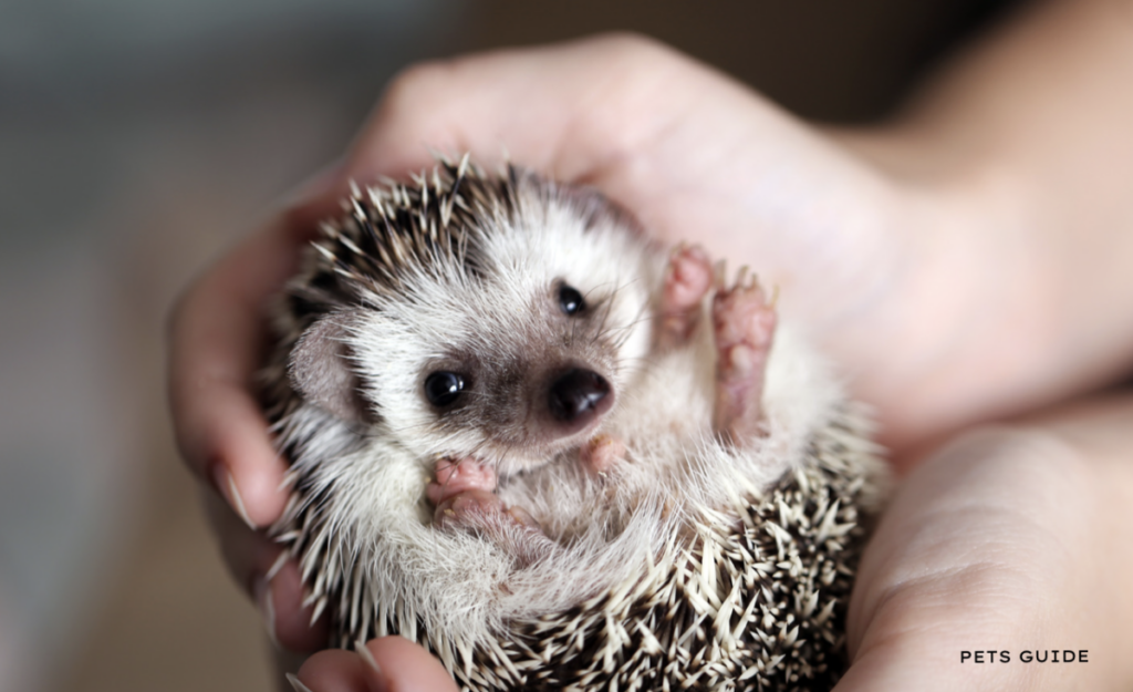 Hedgehogs Facts: A Guide To Keeping Your Pet Safe And Happy