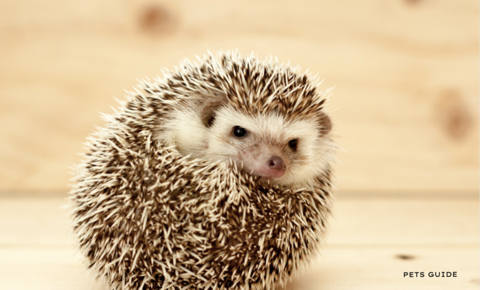 How to Care for your Pet Hedgehog - 7 Tips to know