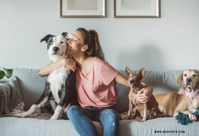 What to Consider When Seeking Pet Services