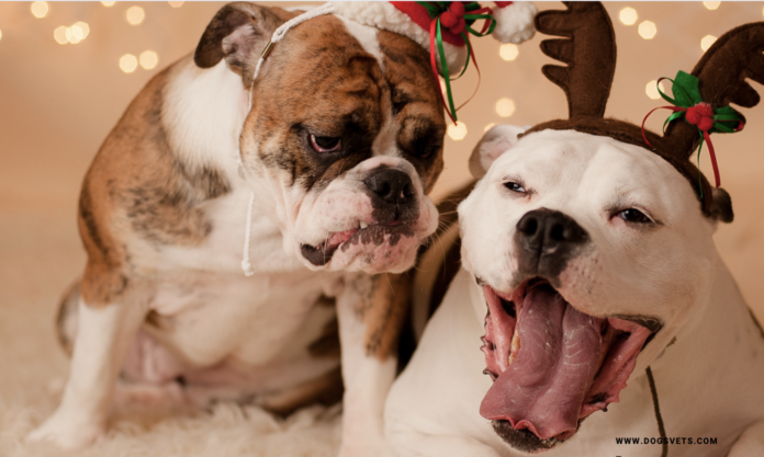 6 Important Tips On Dog Nutrition for This Holiday