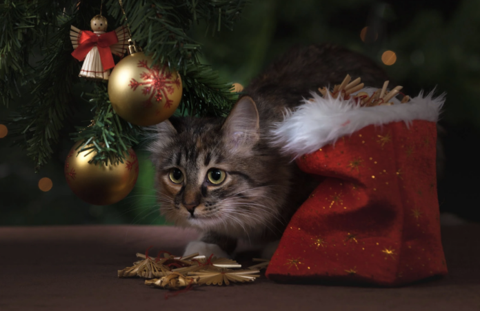 7 Things To Do This Holiday Season With Your Pet
