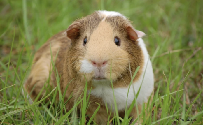 Foods guinea pigs cannot eat? 5 Foods To Avoid