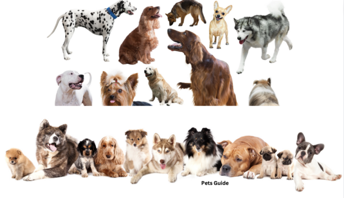 All Dog Breed Profiles from A to Z, Health and their Life Span