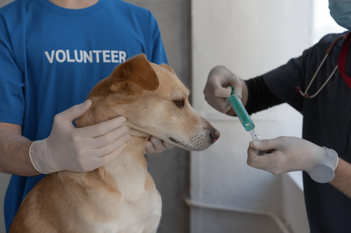 Vaccines for Dogs: When to Get Them and Why
