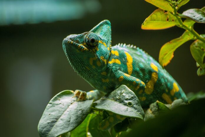 Taking The Adventurous Route: 16 Interesting Facts About Exotic Pets