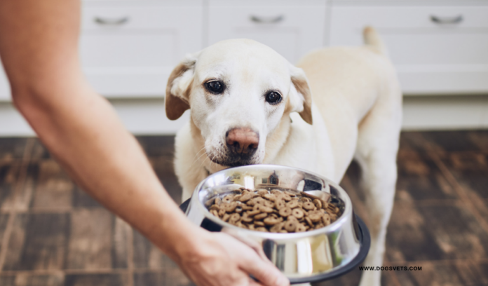 importance of proper nutrition for dogs