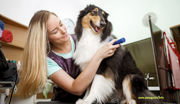 Overcoming Common Challenges Faced by Dog Groomers