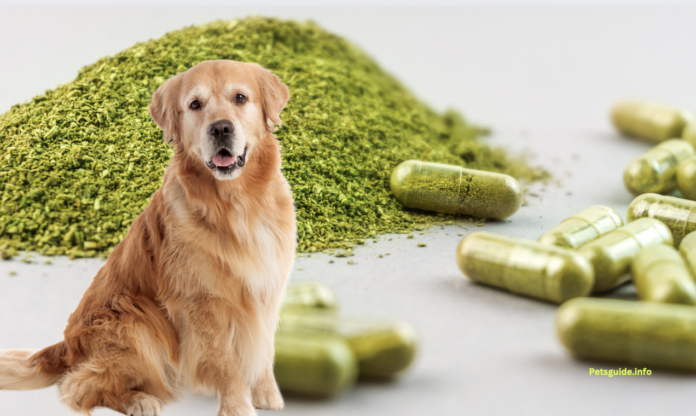 Kratom Capsules Or Powder: Which One Is Best For Your Dog?