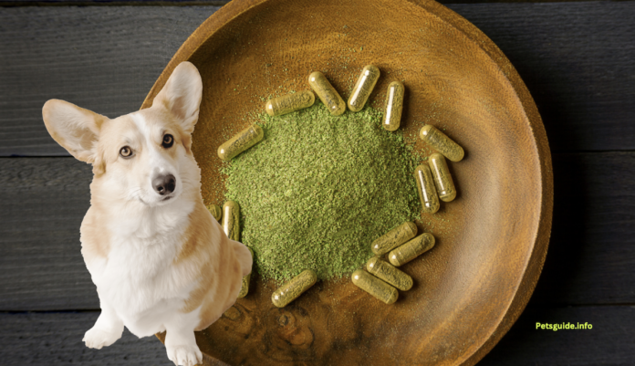 Different Elephant Kratom Strains To Give Your Pet For Better Immunity
