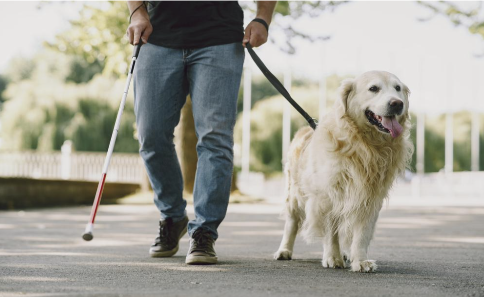What Do You Need to Know About Service Animals - Tricky Questions, Controversy, and Tips