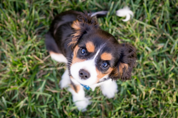 4 Essential Tips for New Dog Owners