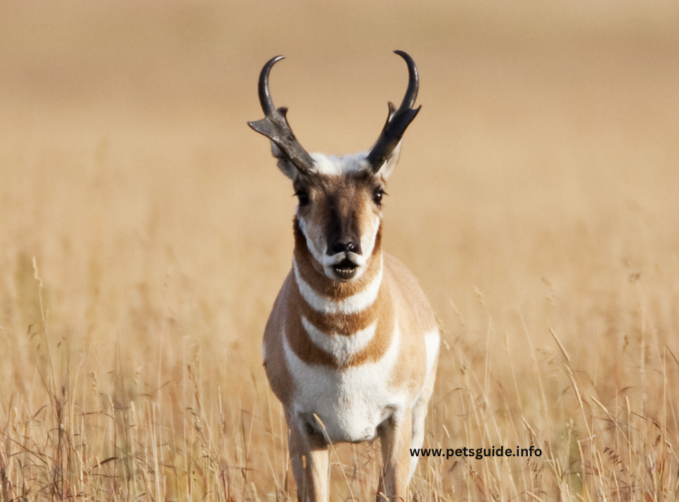 Pronghorn Antilope