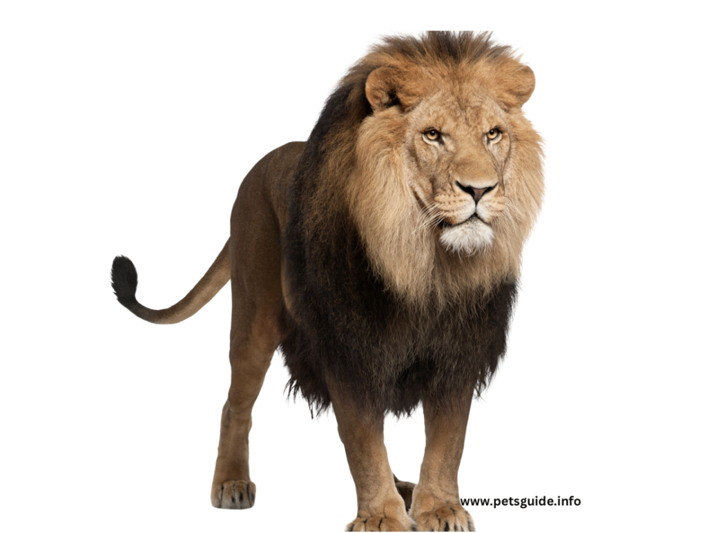 Lion - Fastest Land Animals In The World