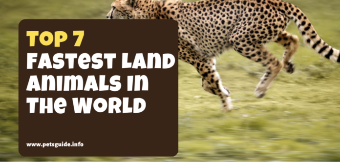 Top 7 Fastest Land Animals In The World