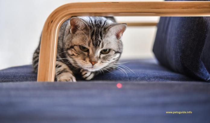 Dlaczego koty gonią lasery? - Wszystko, co musisz wiedzieć