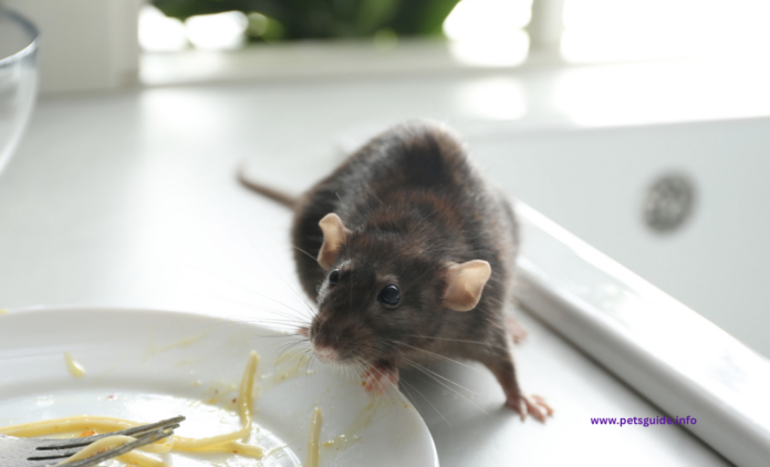 What Attracts Rats to Your Home and How to Stop Them